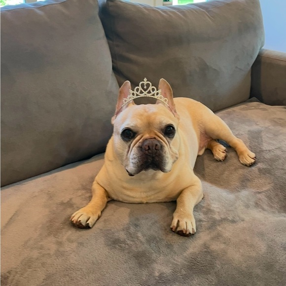 Meet your Posher, Aviva - Picture 8 of 13